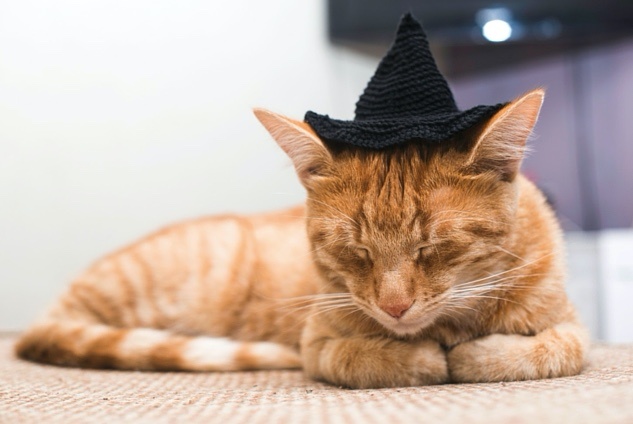 Cat_Witch_Halloween_Costume.jpg Cat_Witch_Halloween_Costume.jpg